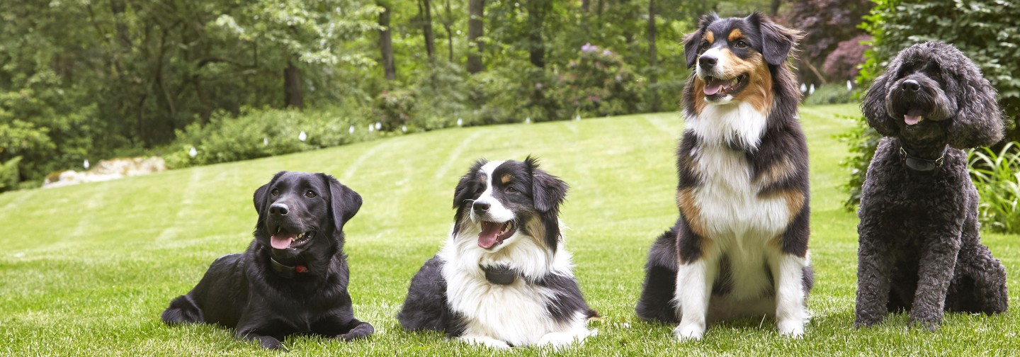 DogWatch of Southern Connecticut, Fairfield, Connecticut | Support Footer Image Image